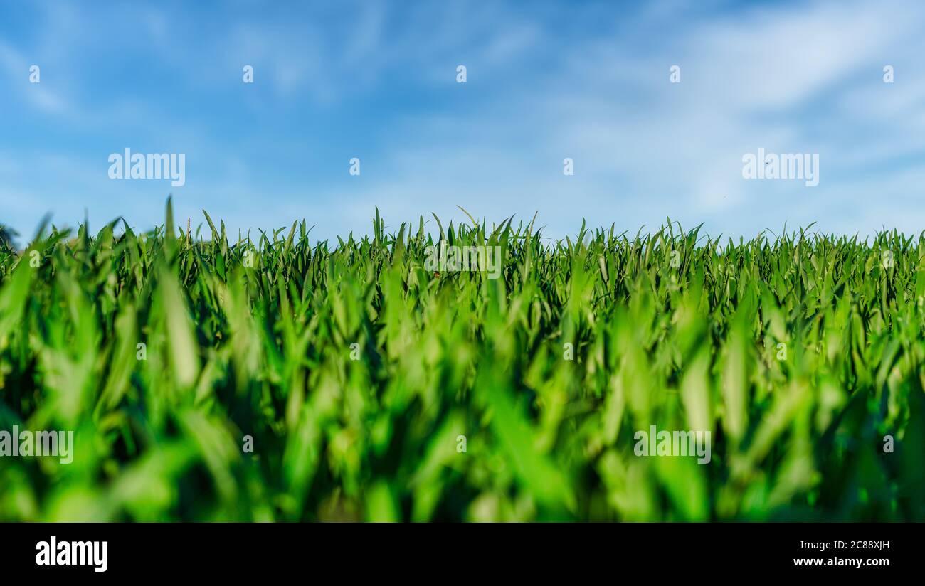 vista ad angolo basso dell'erba verde sul campo o del prato contro il cielo blu Foto Stock