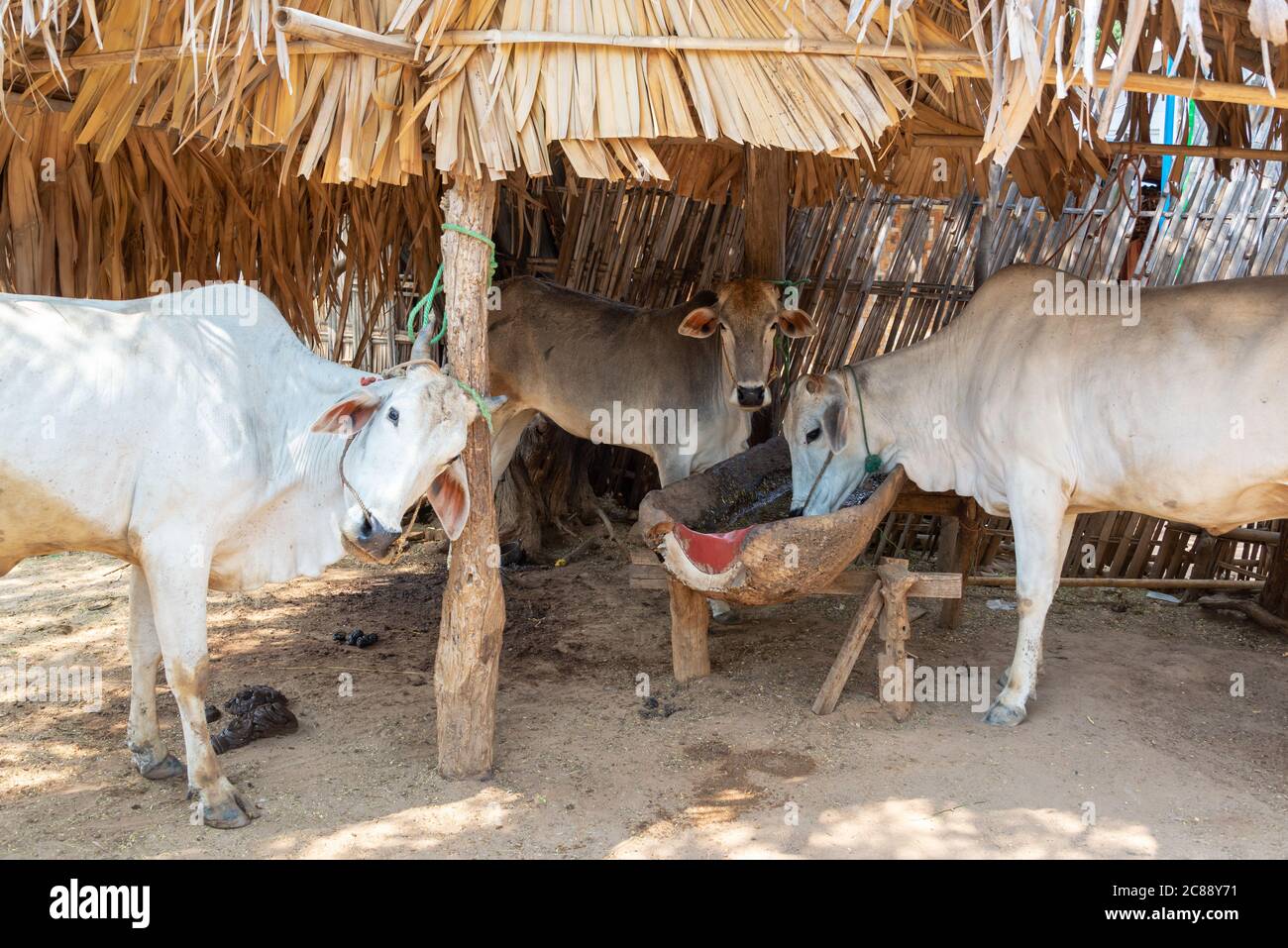 Mucche nel villaggio di Minnanthu, Bagan, Birmania Myanmar Foto Stock