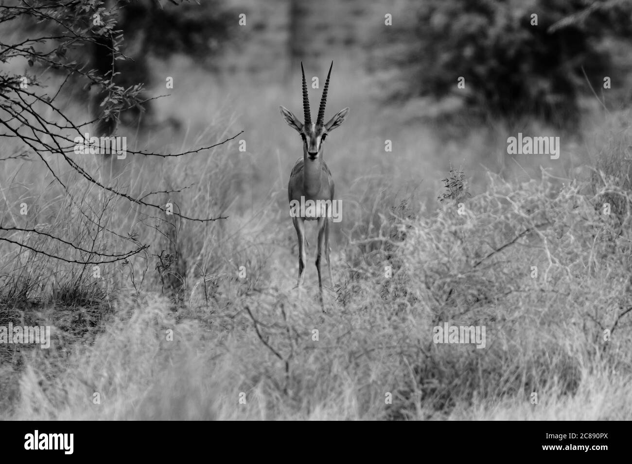 Un'immagine monocromatica di un antilope indiano gazelle chiamato anche Chinkara con grandi corna appuntite che si erigano davanti alle praterie Del Rajasthan India Foto Stock