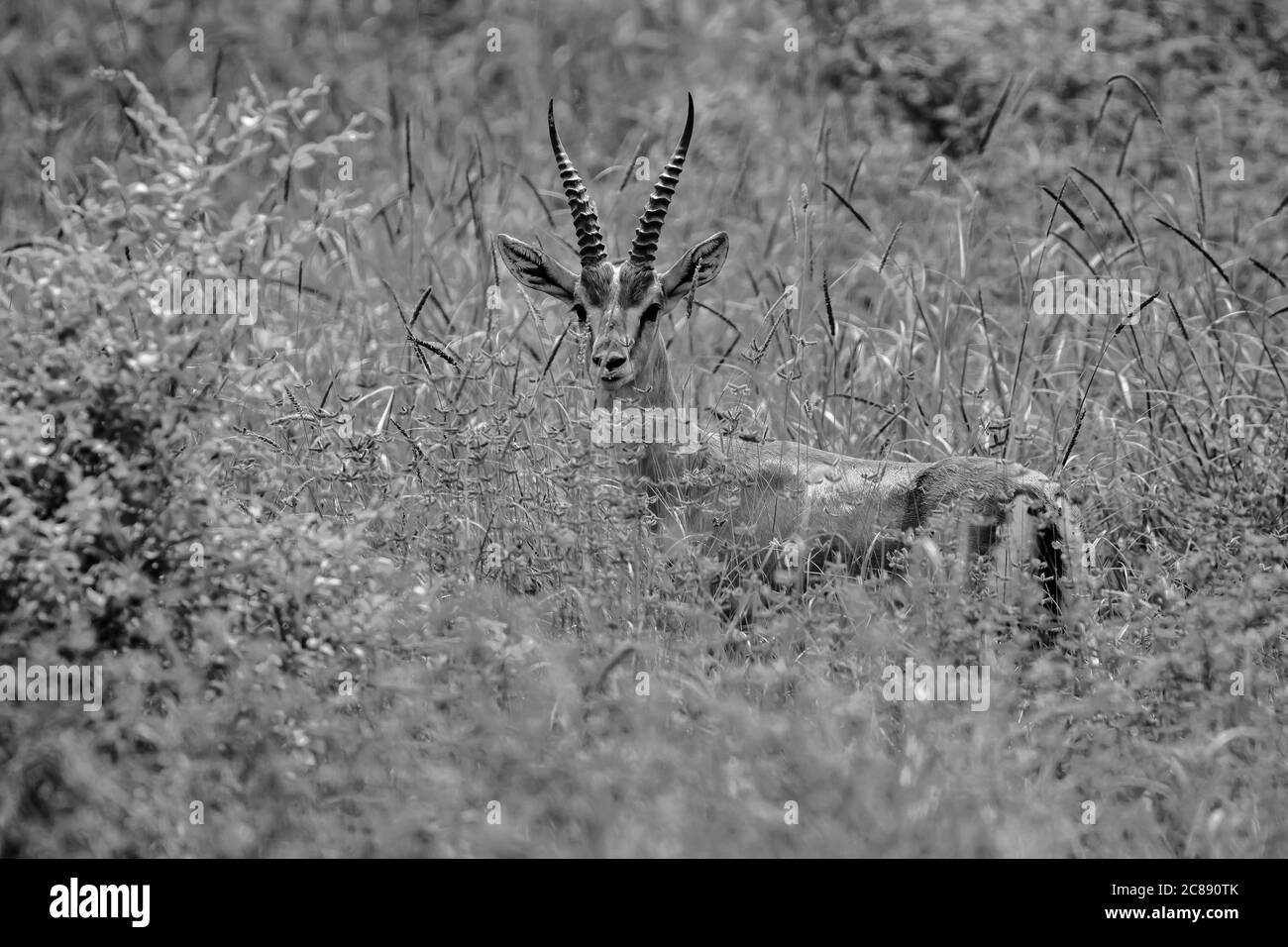 Un'immagine monocromatica di un antilope indiano gazelle chiamato anche Chinkara con grandi corna appuntite che si erigano davanti alle praterie Del Rajasthan India Foto Stock