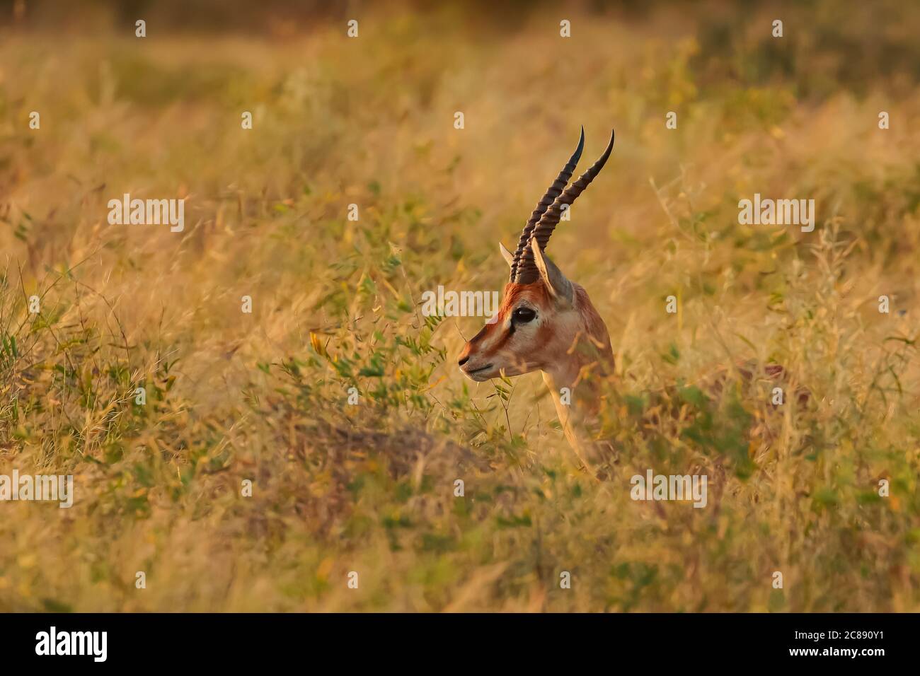 Un antilope indiano gazelle chiamato anche Chinkara con grande lungo corna appuntite che si levano in piedi da soli sotto il sole di sera e nel mezzo erba secca Foto Stock