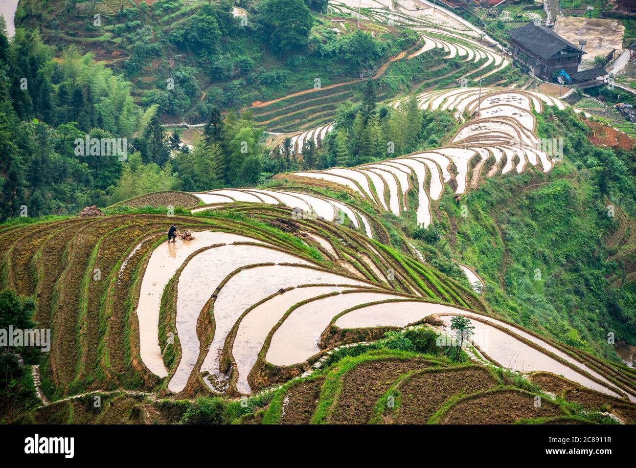 Yaoshan montagna, Guilin, Cina hillside terrazze di riso paesaggio. Foto Stock