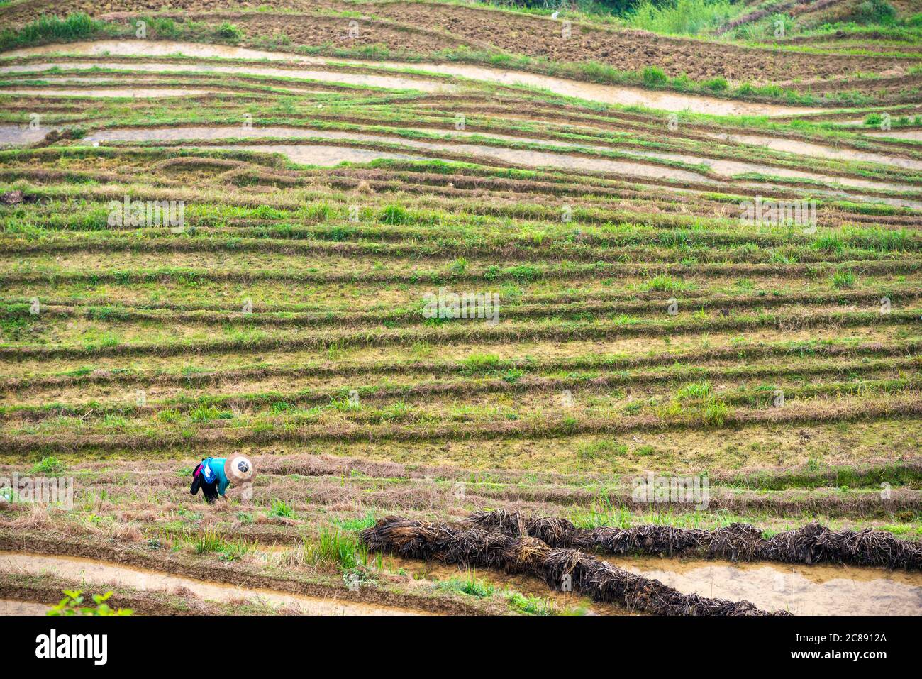 Yaoshan montagna, Guilin, Cina hillside terrazze di riso paesaggio. Foto Stock