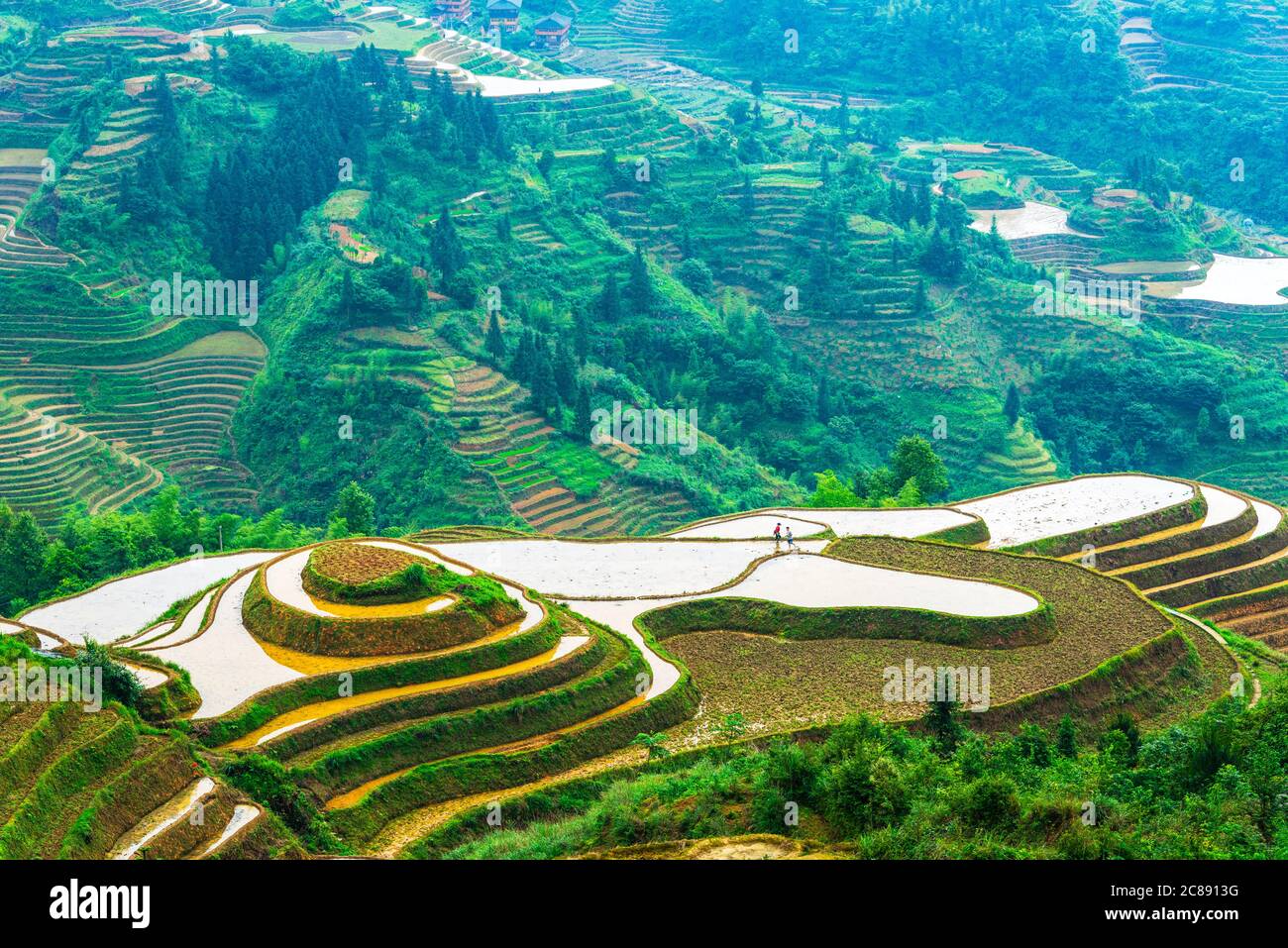 Yaoshan montagna, Guilin, Cina hillside terrazze di riso paesaggio. Foto Stock