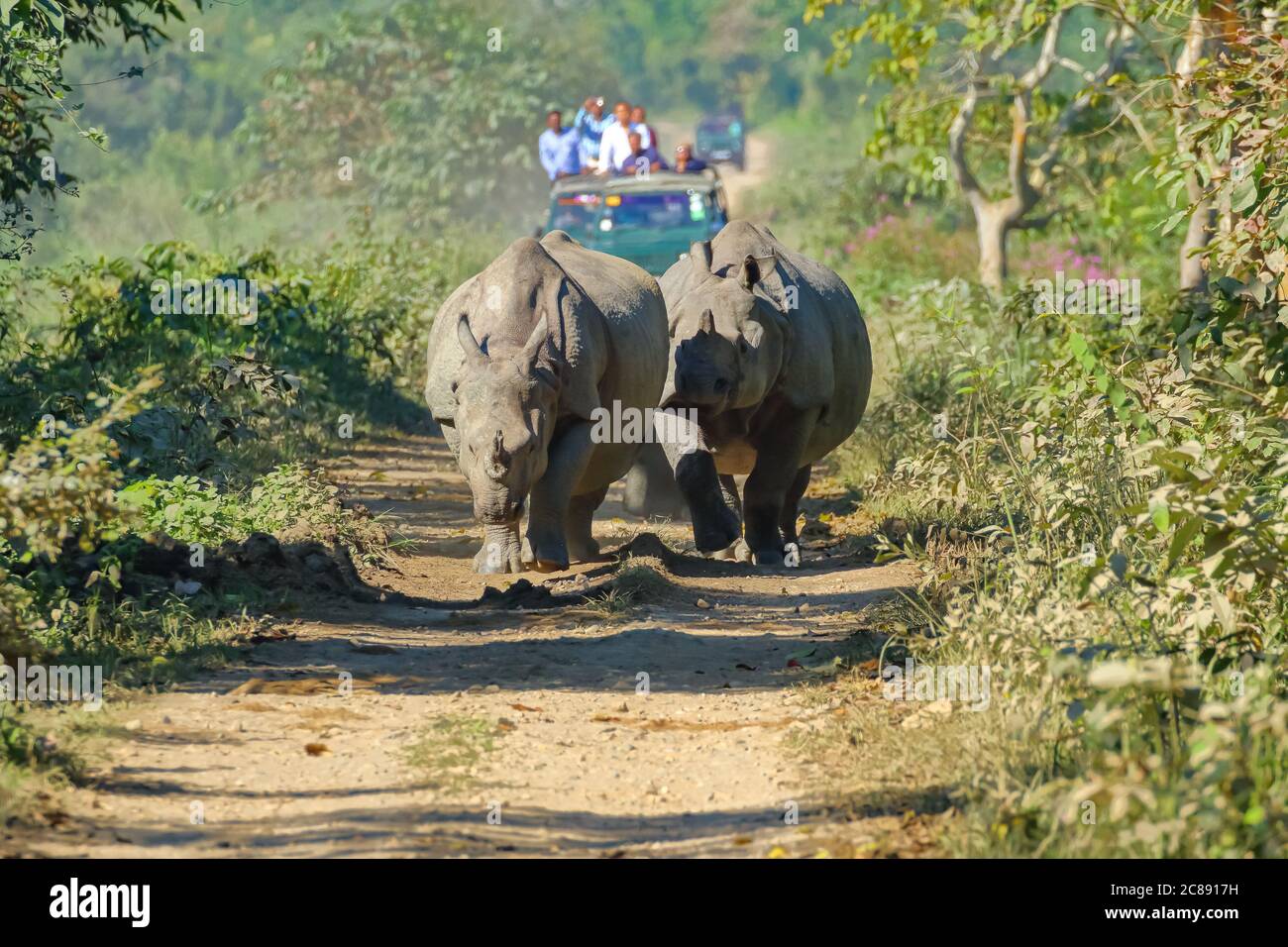Gruppo di un rinoceronte cornato che cammina su una pista essere Guardato dai turisti in jeep safari al parco nazionale di Kaziranga Ad Assam India il 6 dicembre 2016 Foto Stock