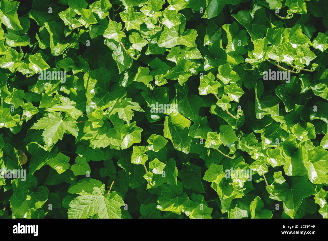 primo piano di verde lussureggiante fogliame o sfondo frondoso Foto Stock