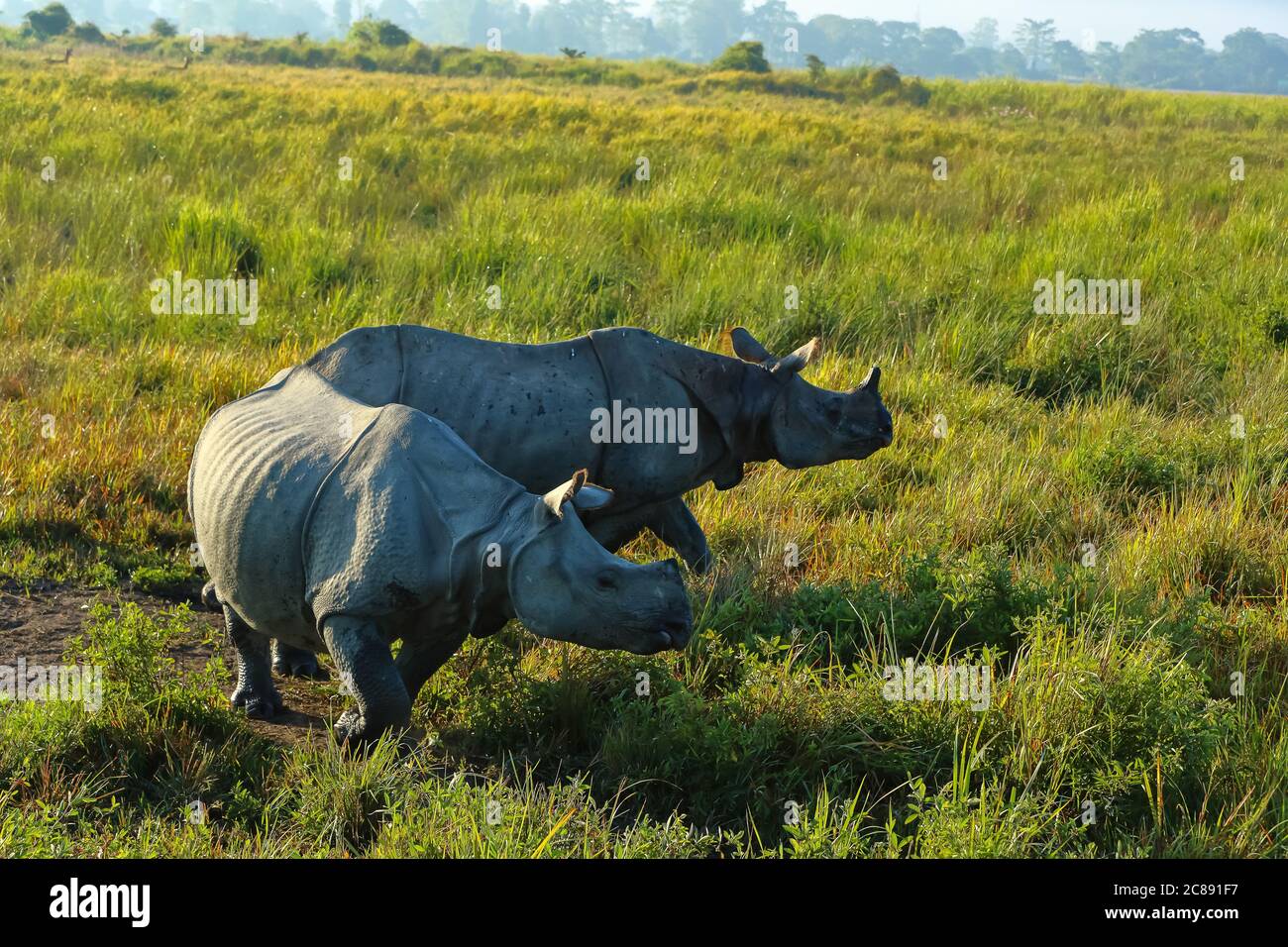 Un paio di rinoceronti a corno che si radiano l'uno accanto all'altro Al parco nazionale Kaziranga Assam India il 07 dicembre 2016 Foto Stock