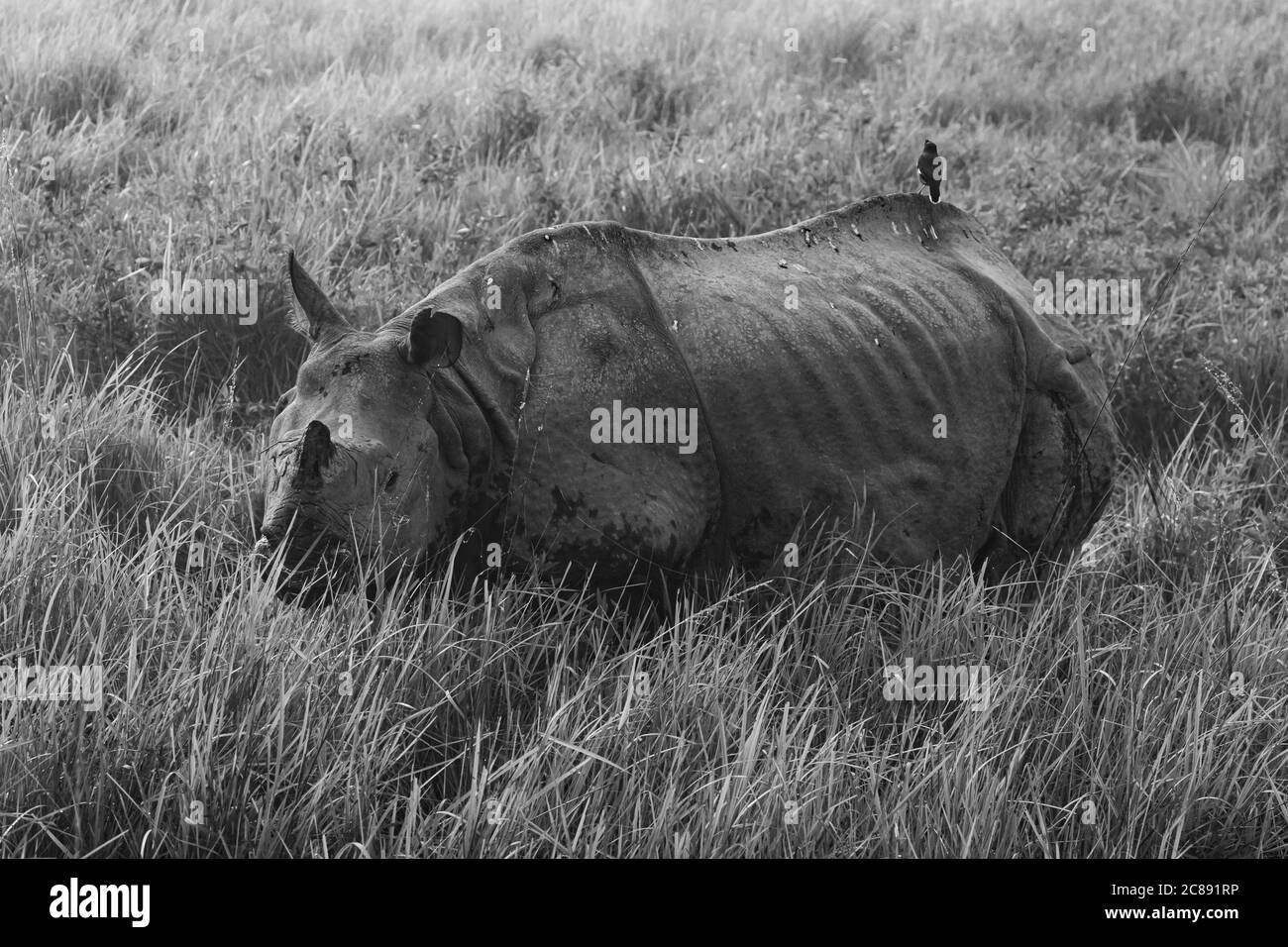 Un'immagine monocromatica di un rinoceronte con un corno in piedi e. Pascolo tra erba alta in un parco nazionale di Assam India il 6 dicembre 2016 Foto Stock