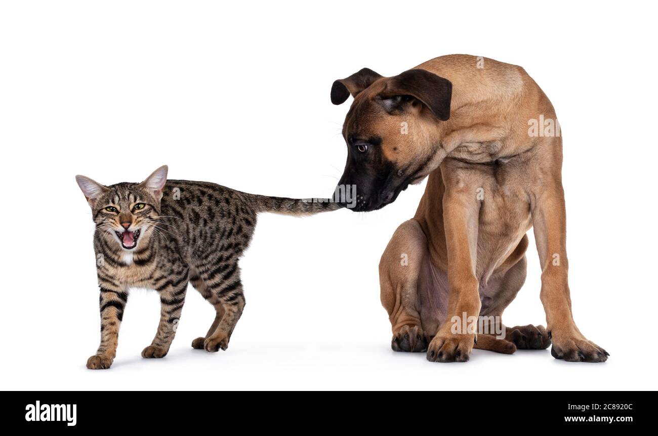 Savannah F7 gatto e Boerboel malinois cross razza cane, giocare insieme.  Cane che mordicchiava nella coda dei gatti, gatto che urla. Isolato su  sfondo bianco Foto stock - Alamy