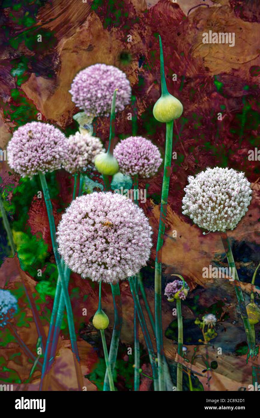 L'Allium architettonico pianta in fiore, che è un membro della famiglia cipolla Foto Stock