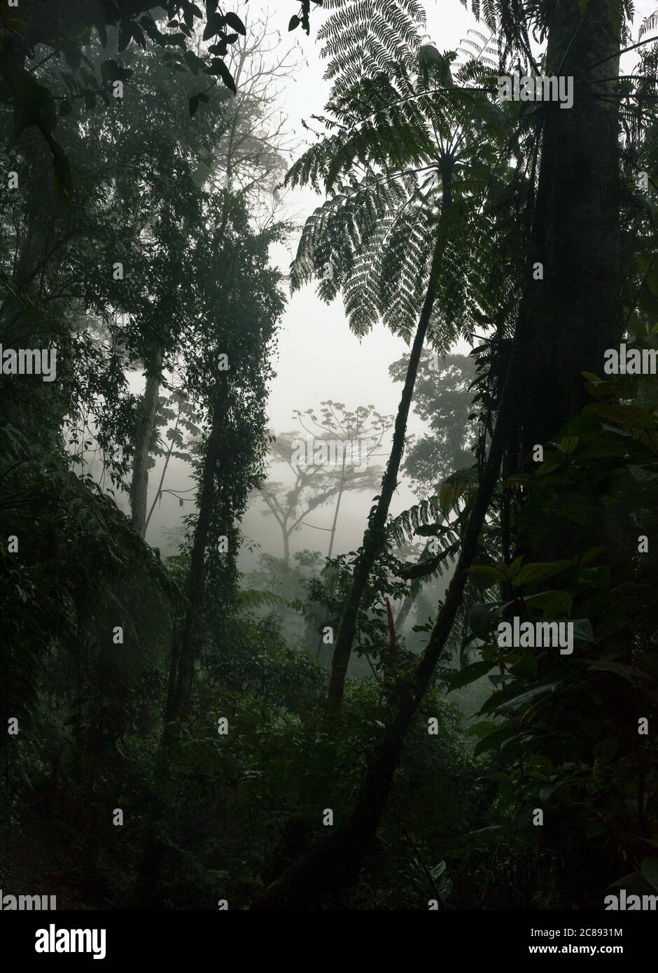 Interno scuro della foresta pluviale atlantica nel Brasile se durante un pomeriggio foggy Foto Stock