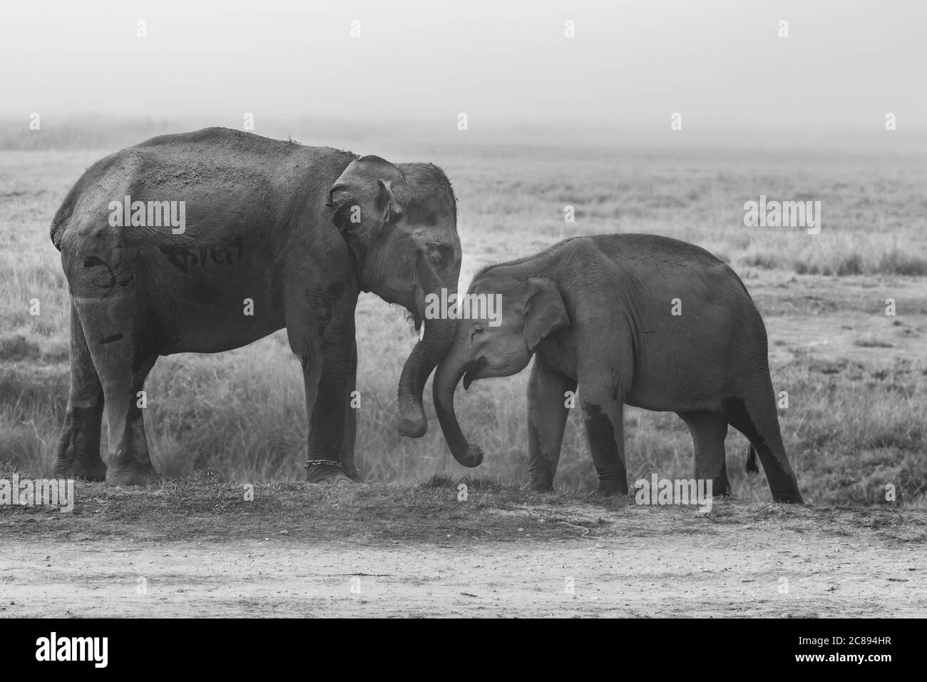 Immagine monocromatica di due giovani elefanti con le zecche che giocano insieme Con i loro tronchi in Assam India Foto Stock
