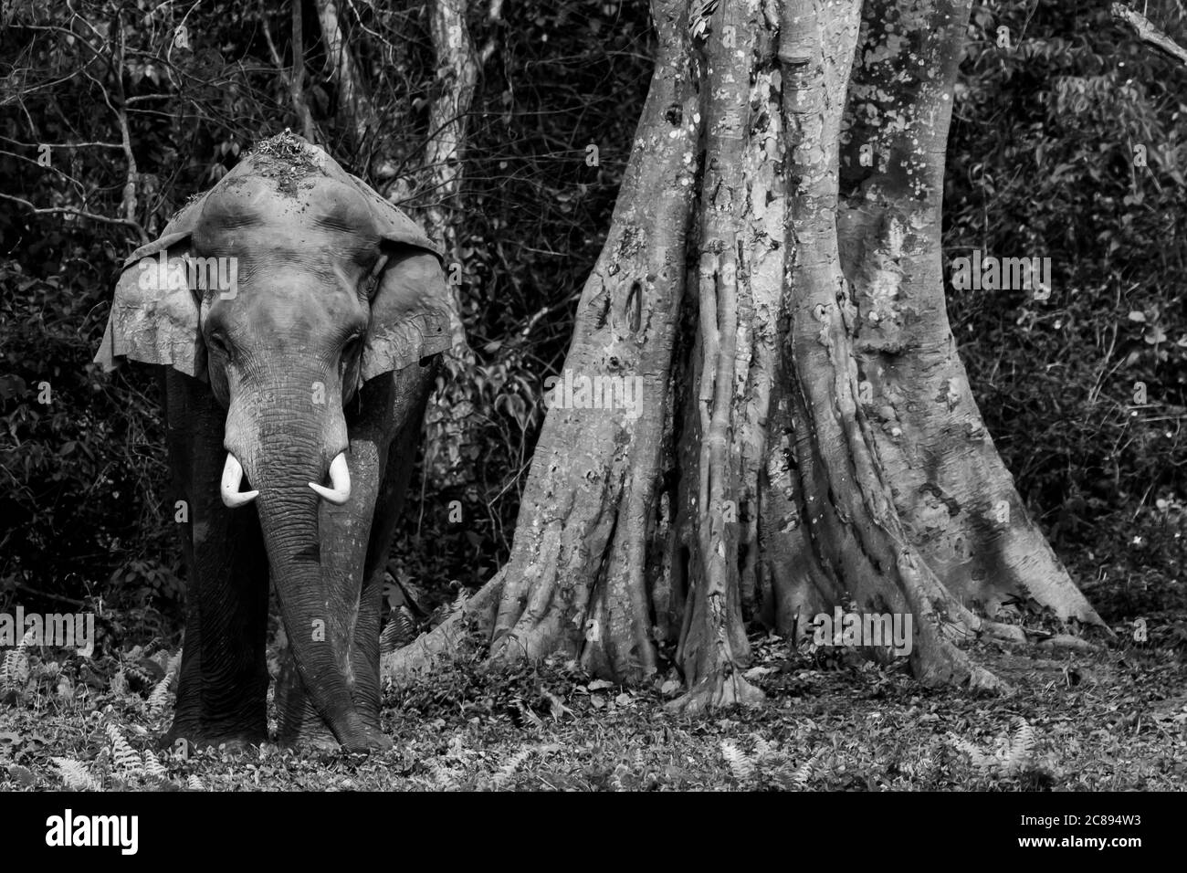 Un'immagine di un elefante asiatico selvaggio con le zanne in piedi Ai margini di una giungla in un parco nazionale Nel Bengala Occidentale India Foto Stock