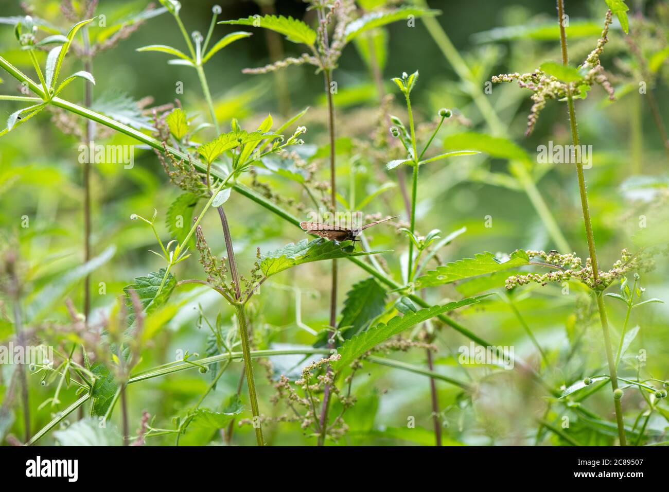 Farfalla dell'anello [Aphantopus hyperantus] su foglia di ortica. Foto Stock