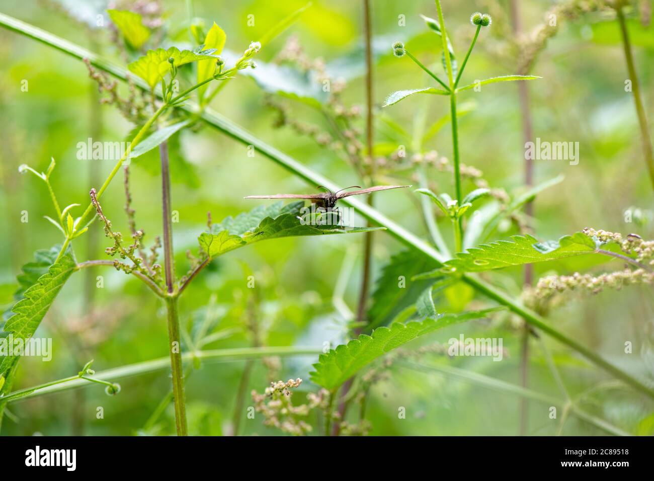 Vista testa-su della farfalla di Ringlet [Aphantopus hyperantus] su foglia di ortica. Foto Stock