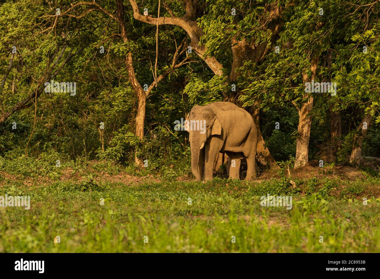 Un'immagine di fuoco selettiva di un elefante asiatico selvaggio con tusks in piedi al bordo di una giungla a un Parco nazionale del Bengala Occidentale, India Foto Stock