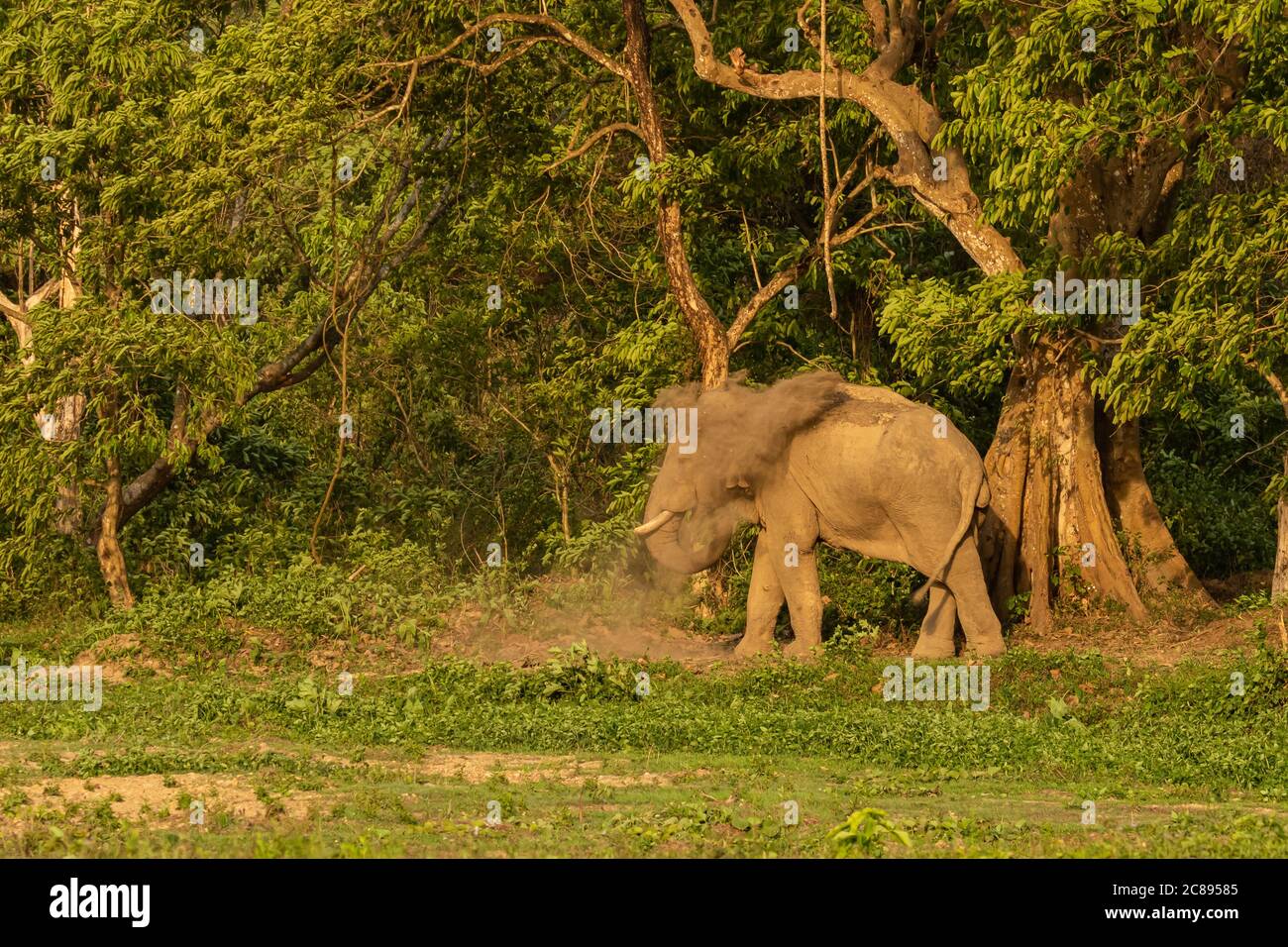 Un elefante asiatico selvaggio con le zanne in piedi ad un Nazionale parcheggia e splattering fango sul suo corpo e prendendo un bagno di fango Foto Stock