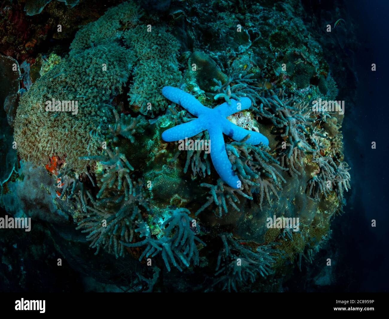 Bella stella marina sulla barriera corallina. Foto subacquea. Filippine. Foto Stock