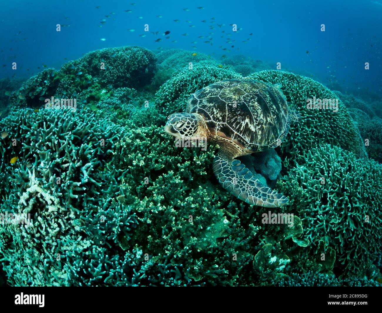 Grande tartaruga che si staglia sulla barriera corallina. Foto subacquea. Filippine Foto Stock