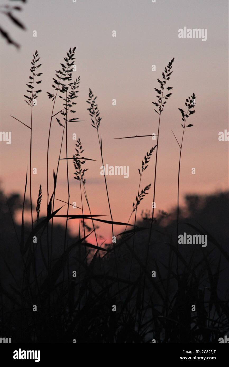 Lunghe erbe contro un cielo rosso colorato Foto Stock