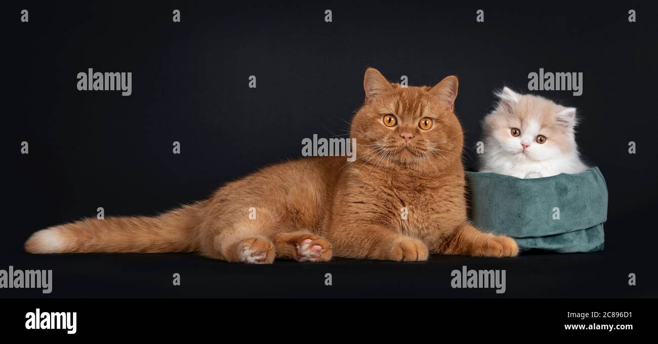 Crema soffice con gattino gatto britannico bianco, seduto in una borsa di velluto verde accanto al rosso adulto britannico Shorthair. Entrambi guardando la fotocamera con oran Foto Stock Crema soffice con gattino gatto britannico bianco, seduto in una borsa di velluto verde accanto al rosso adulto britannico Shorthair. Entrambi guardando la fotocamera con oran Foto Stock