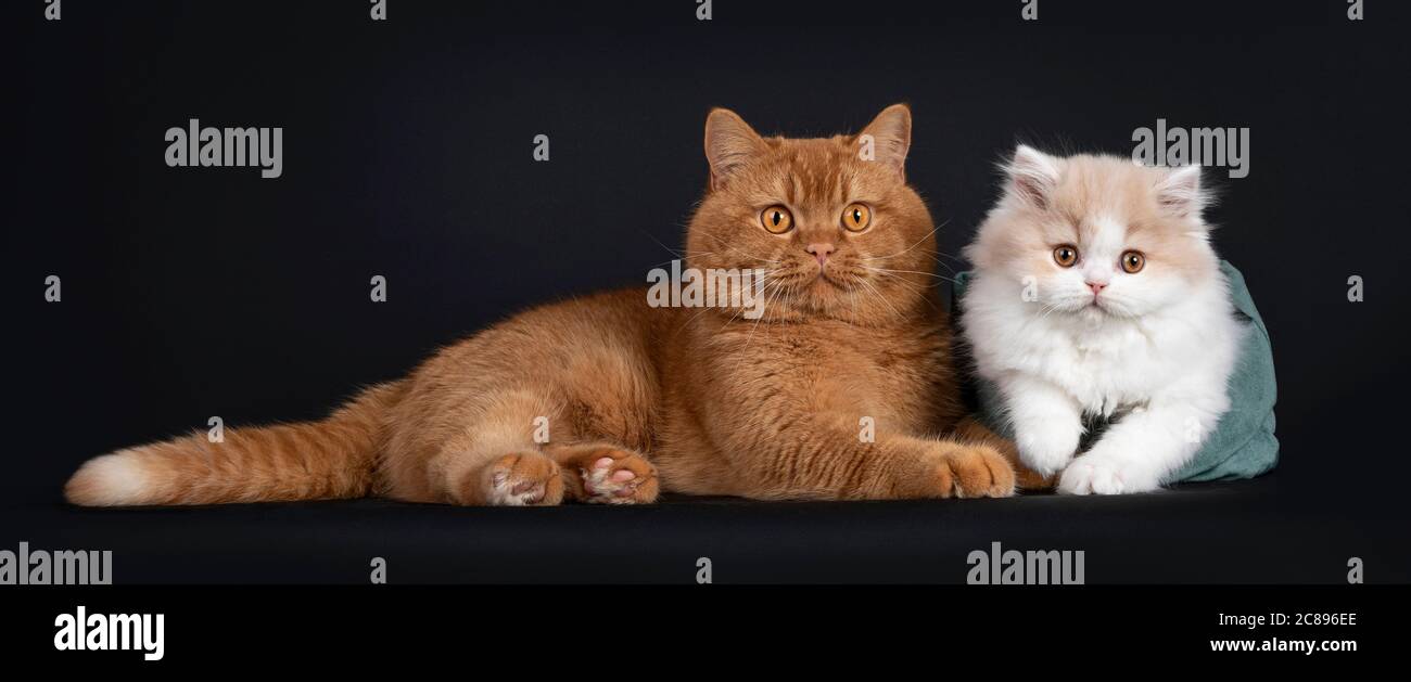 Crema soffice con gattino gatto britannico bianco, seduto in una borsa di velluto verde accanto al rosso adulto britannico Shorthair. Entrambi guardando la fotocamera con oran Foto Stock Crema soffice con gattino gatto britannico bianco, seduto in una borsa di velluto verde accanto al rosso adulto britannico Shorthair. Entrambi guardando la fotocamera con oran Foto Stock