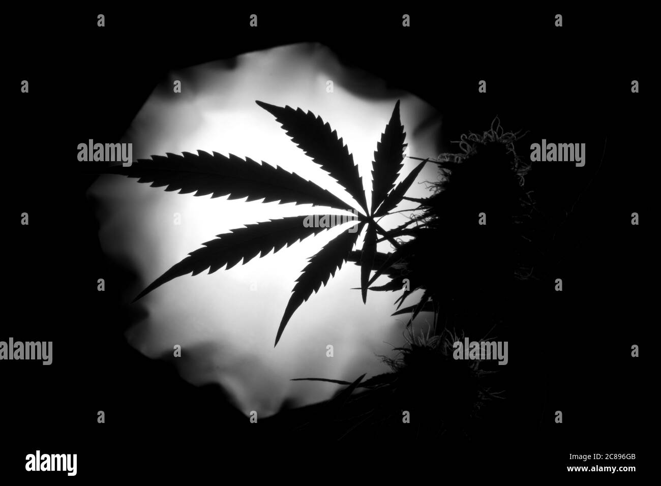 Silhouette di foglie e fiori di cannabis Foto Stock