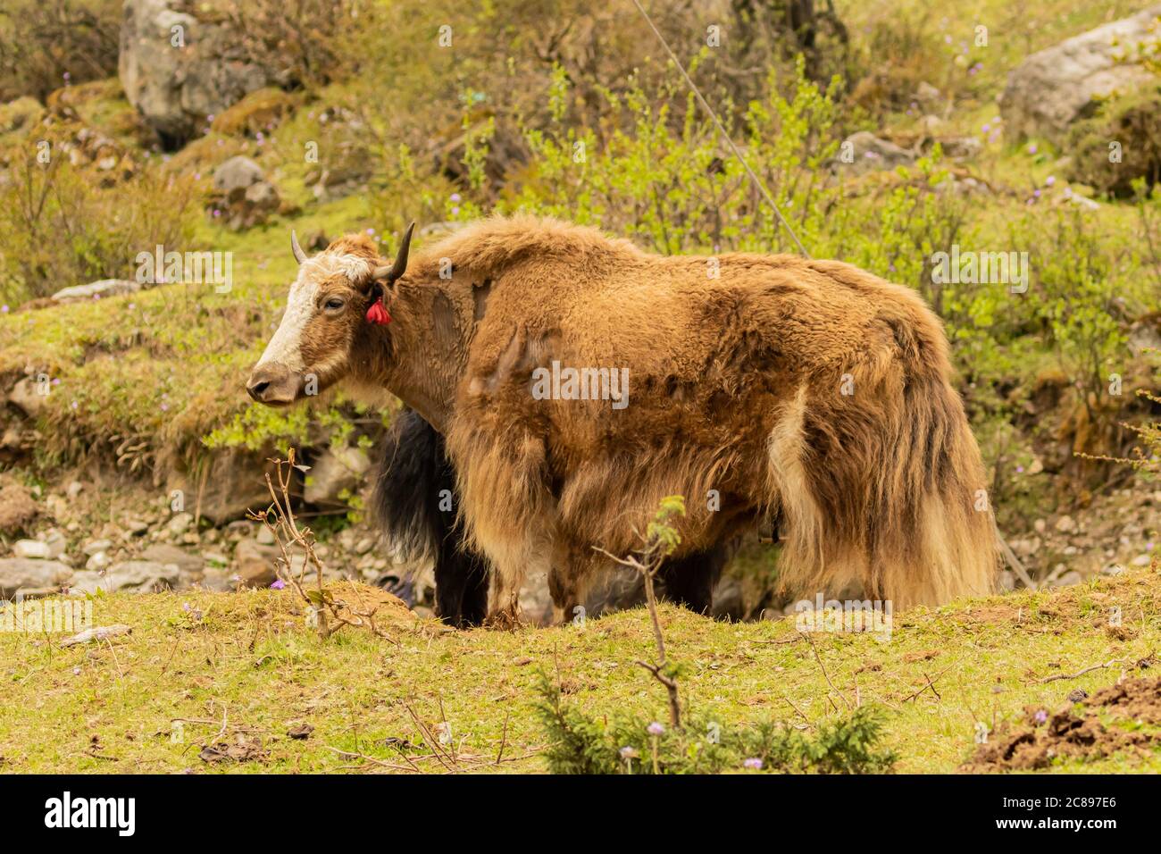 Immagine di lunghi acari bruni e neri dai capelli lunghi che si trovano nelle zone e nelle regioni più alte dell'Himalaya e degli altipiani tibetani. Foto Stock