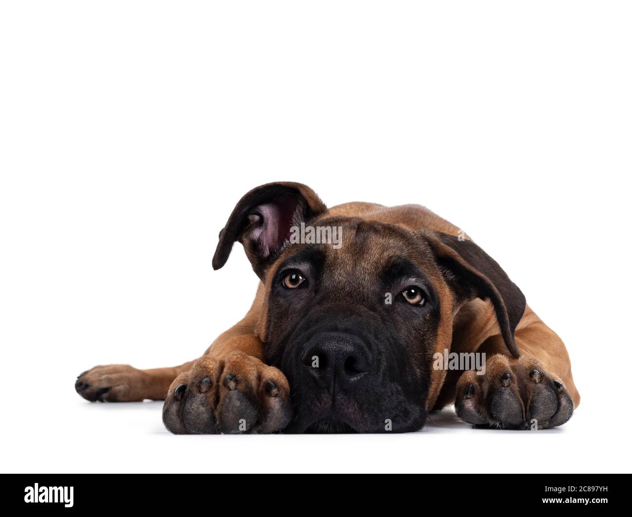 Bel Boerboel / Malinois cane di razza trasversale, che si posa di fronte. Scendi, guardando avanti con occhi di luce ipnotizzanti. Isolato su sfondo bianco Foto Stock