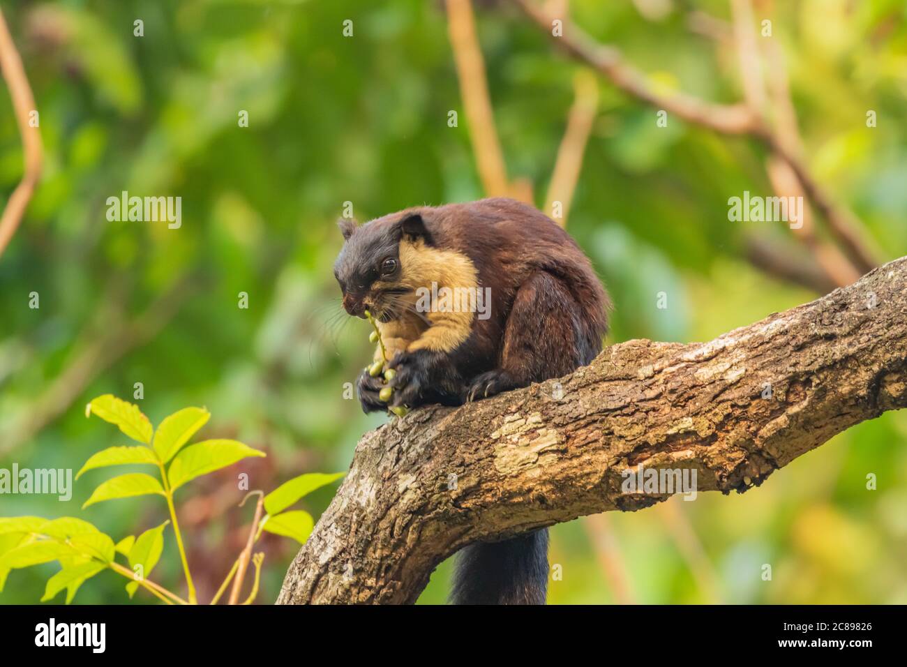 Scoiattolo gigante indiano noto anche come scoiattolo malabarese o gigante scoiattolo che si siede su un ramo di albero con la sua coda appesa e mangiare noci in una foresta pluviale Foto Stock