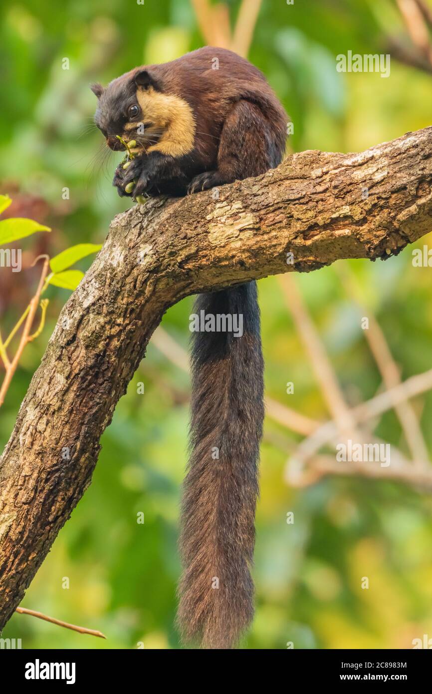 Scoiattolo gigante indiano noto anche come scoiattolo malabarese o gigante scoiattolo che si siede su un ramo di albero con la sua coda appesa e mangiare noci in una foresta pluviale Foto Stock