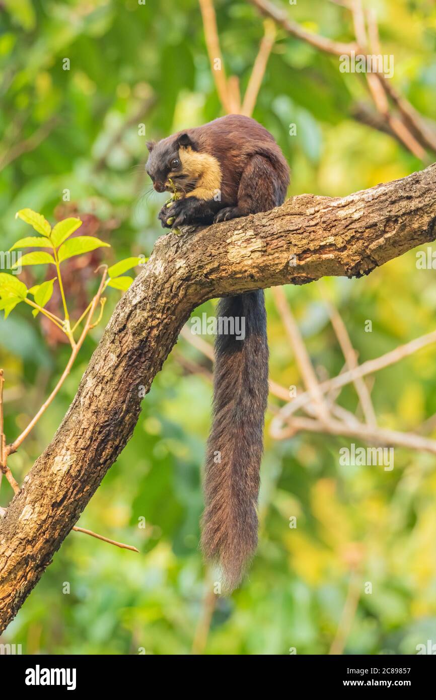 Scoiattolo gigante indiano noto anche come scoiattolo malabarese o gigante scoiattolo che si siede su un ramo di albero con la sua coda appesa e mangiare noci in una foresta pluviale Foto Stock