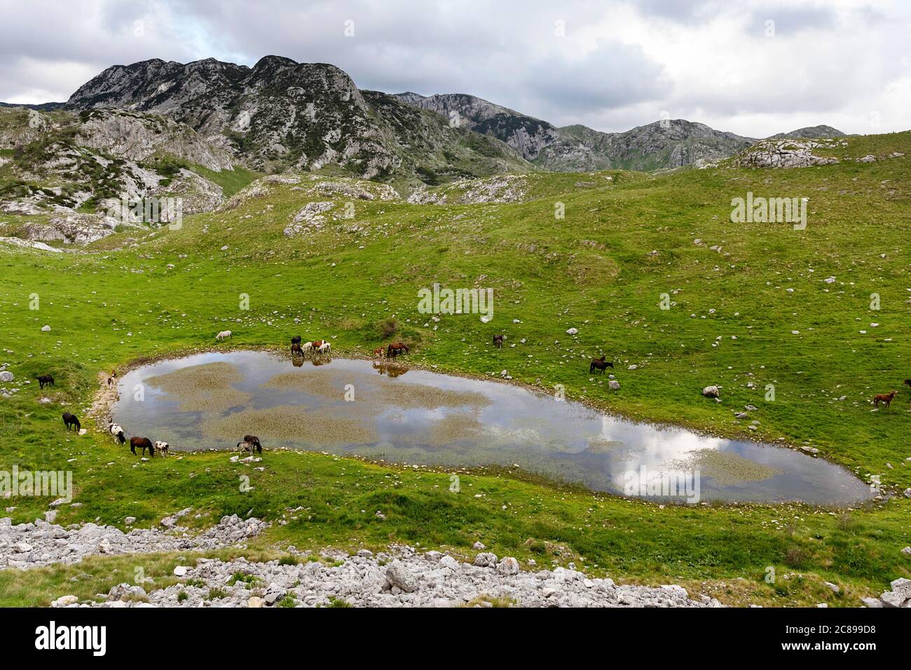 Cavalli al lago su un prato, Parco Nazionale Durmentor, Montenegro Foto Stock