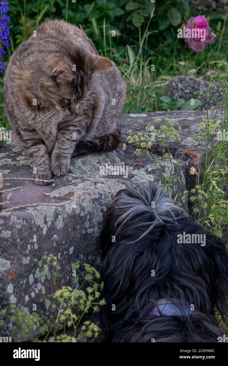 Cane e gatto si guardano con curiosità Foto Stock