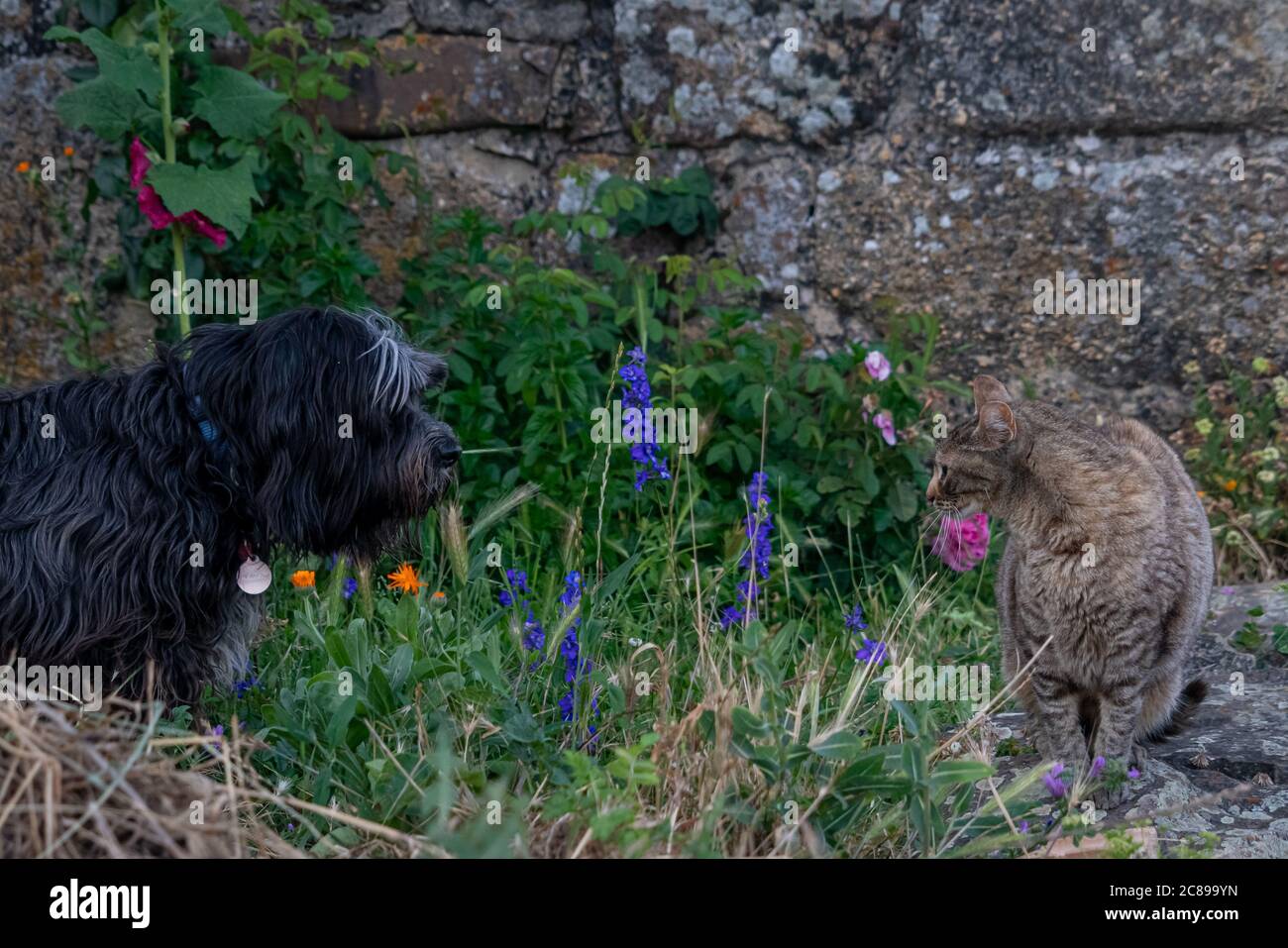 Cane e gatto si guardano con curiosità Foto Stock