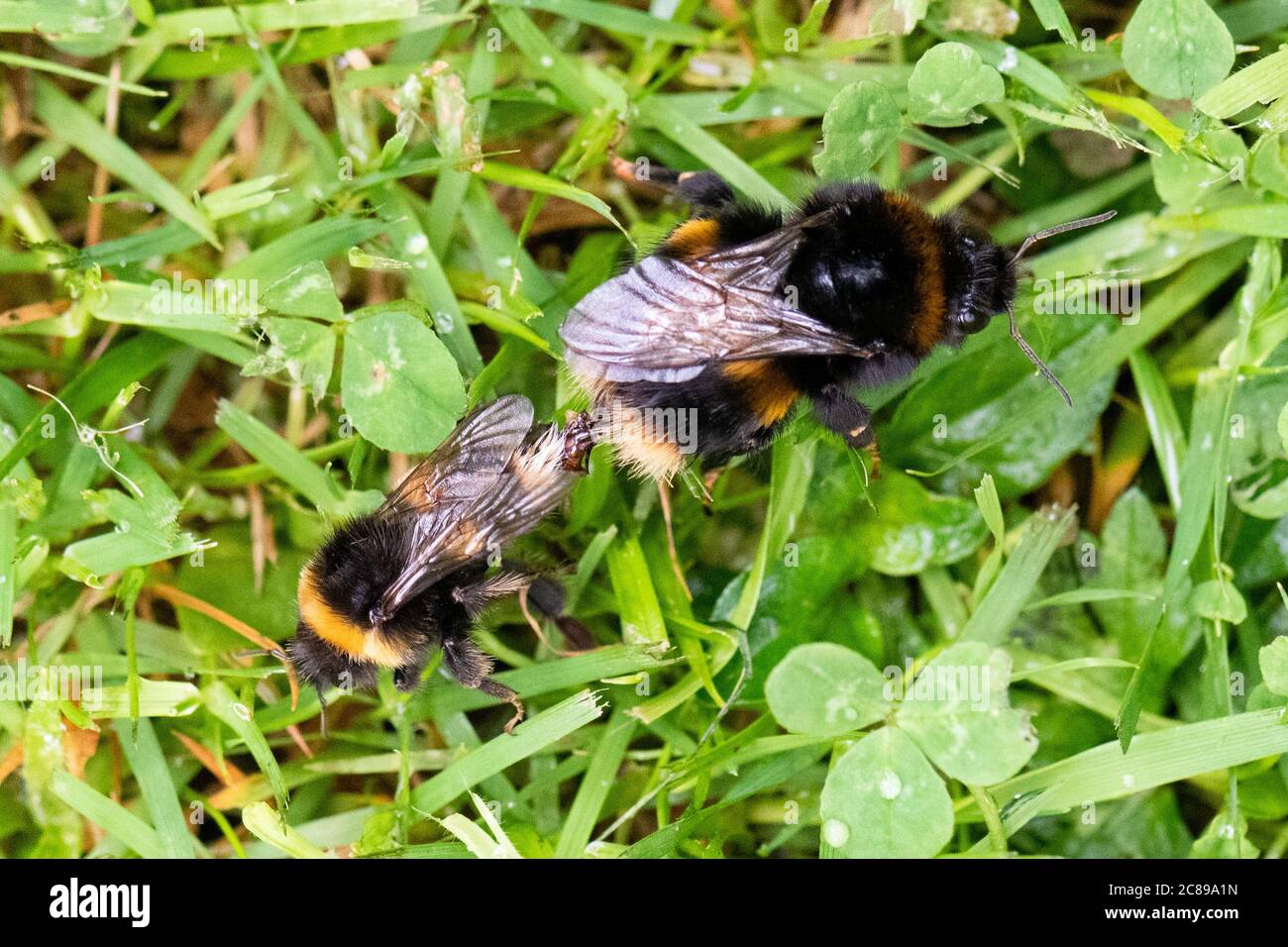 Bumblebee (Bombus terrestris) che si accoppiano sul prato del giardino - Scozia, UK Foto Stock