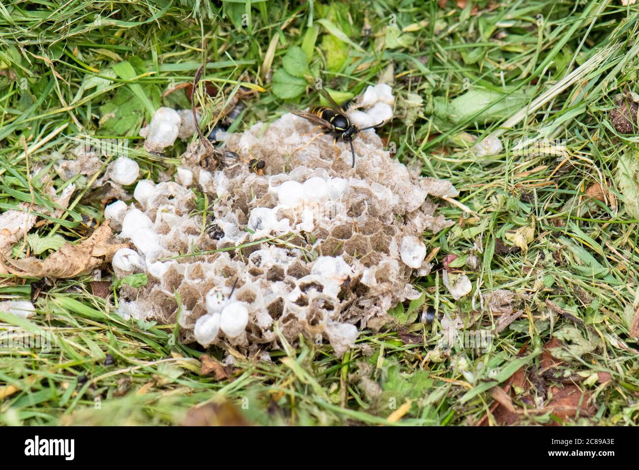 Resti di un nido di vespula rufa distrutto durante la rotazione del composto in un bidone di compost dove era stato costruito - UK Foto Stock