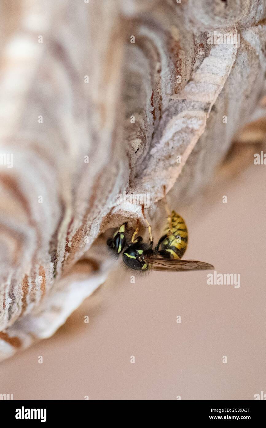 Vespula vulgaris, giallino wasp costruzione nido in giardino capannone, Regno Unito Foto Stock