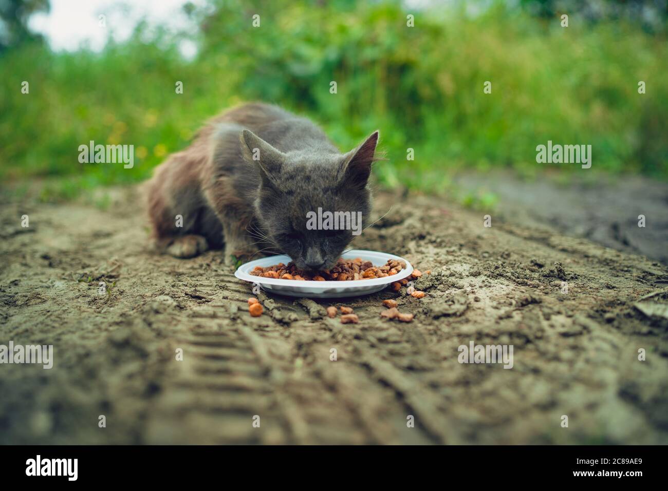 Il pussycat senza tetto mangia cibo secco dal piatto sulla strada. Primo piano di gatto randagio che mangia cibo utile per animali domestici. Concetto di cura degli animali. Foto Stock