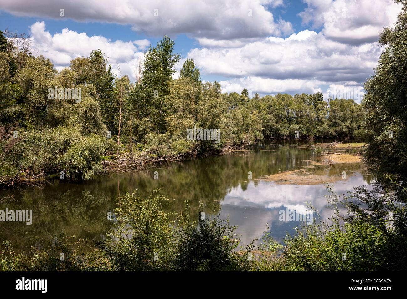 Riserva naturale Bislicher Insel sul basso Reno vicino Xanten, paesaggio alluvionale, antico ramo del Reno, Nord Reno-Westfalia, Germania. Natura Foto Stock