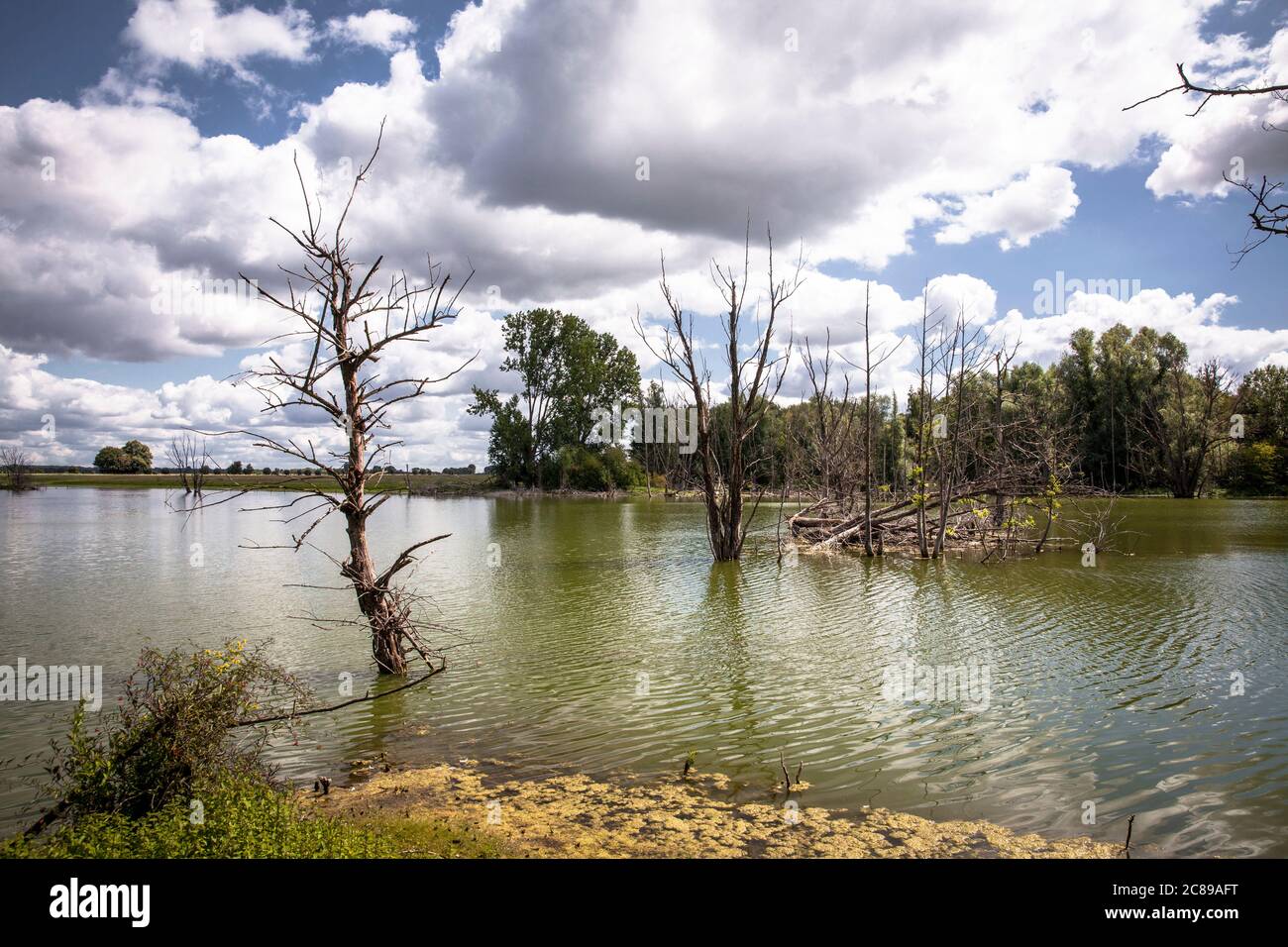 Riserva naturale Bislicher Insel sul basso Reno vicino Xanten, paesaggio alluvionale, antico ramo del Reno, Nord Reno-Westfalia, Germania. Natura Foto Stock