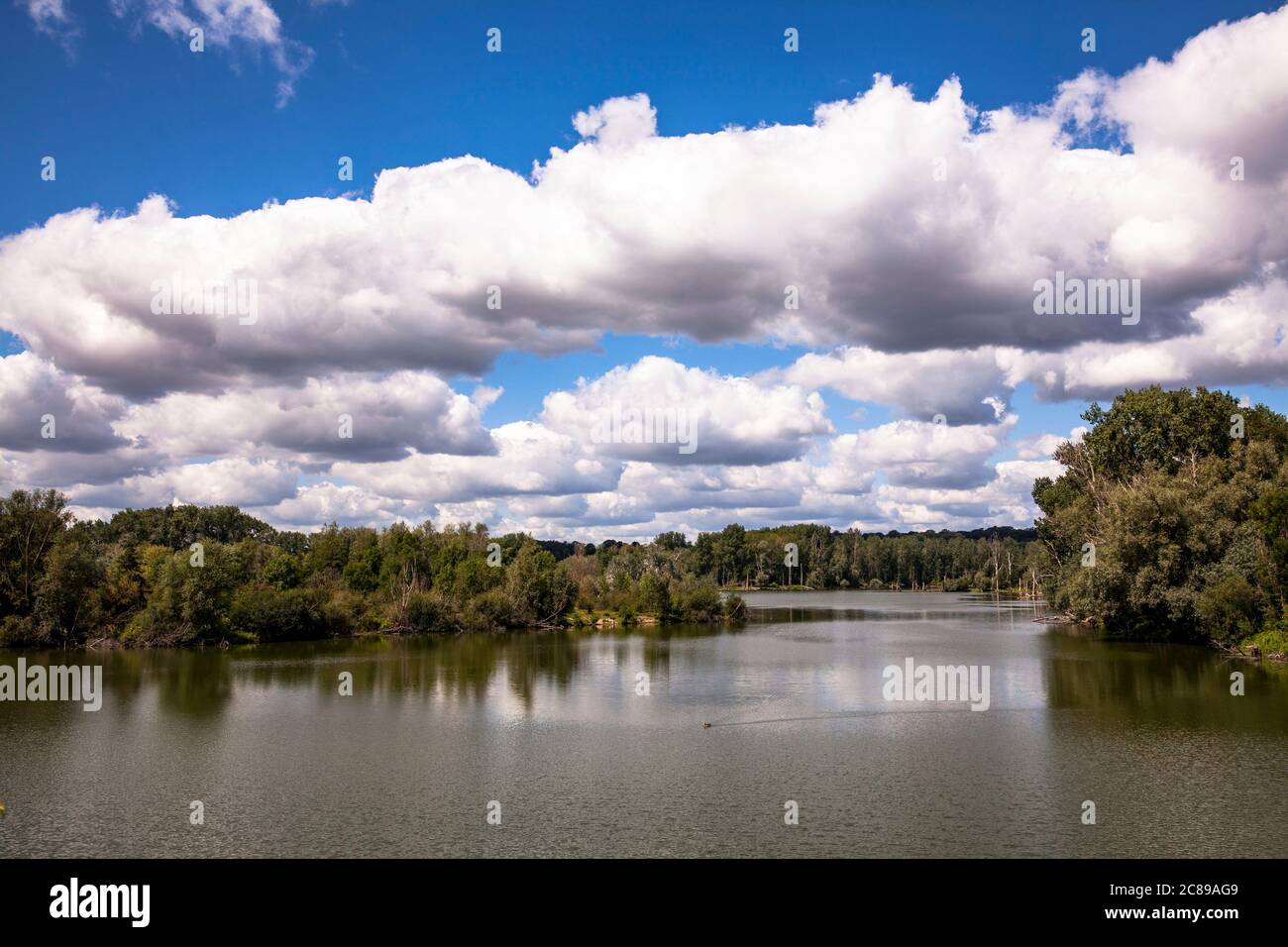 Riserva naturale Bislicher Insel sul basso Reno vicino Xanten, paesaggio alluvionale, antico ramo del Reno, Nord Reno-Westfalia, Germania. Natura Foto Stock