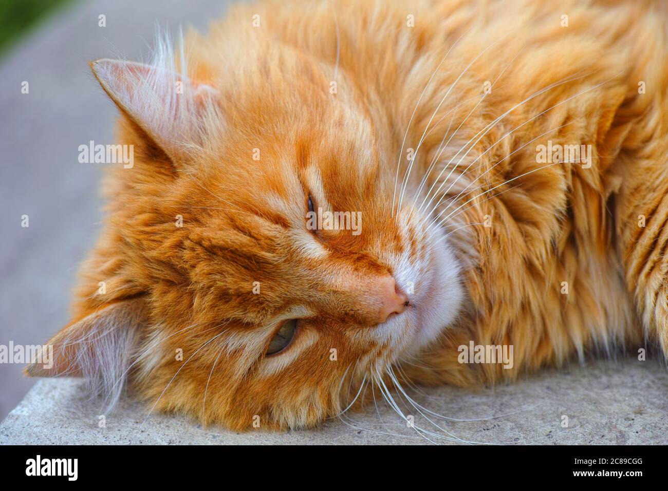 Ritratto di Ginger gatto dormire all'aperto. Foto Stock