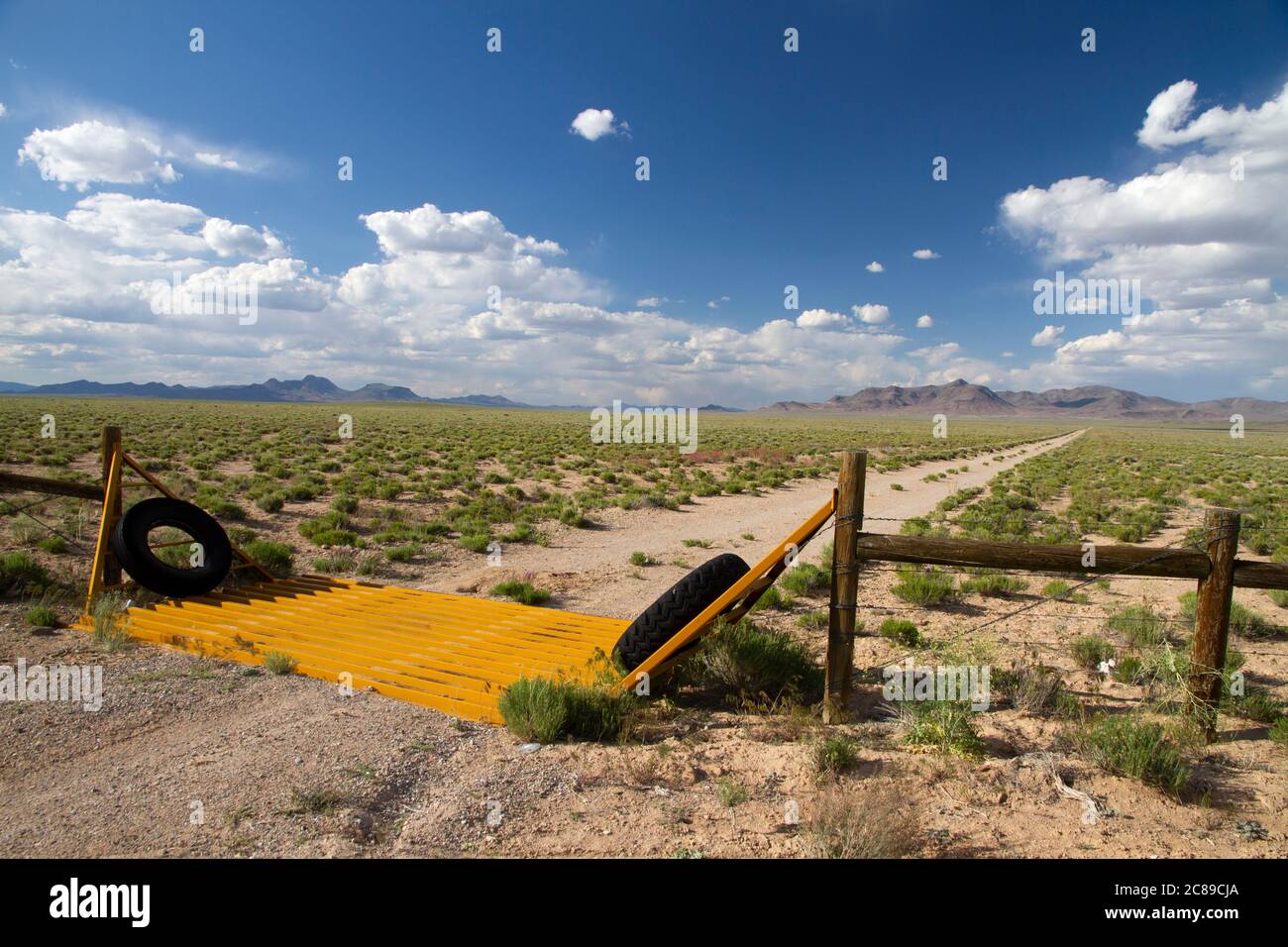 Guardia del bestiame color oro su una strada sterrata nel deserto del bacino e della catena montuosa di Nye County, Nevada Foto Stock