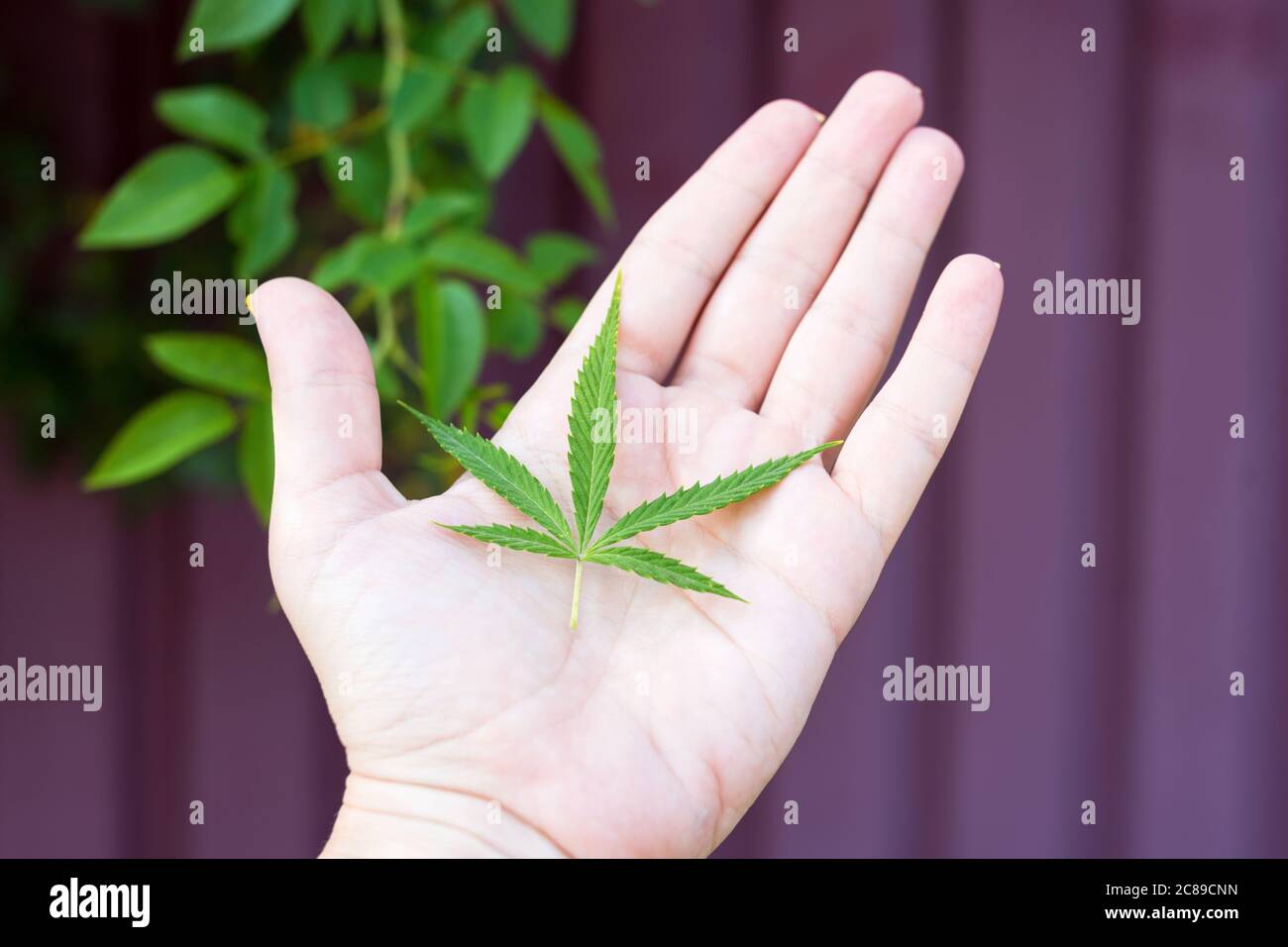 Femmina mano che tiene germogli di erba canapa. Legalizzazione della cannabis, marijuana, concetto di erbe. Giovane foglia singola di marijuana. Foto Stock Femmina mano che tiene germogli di erba canapa. Legalizzazione della cannabis, marijuana, concetto di erbe. Giovane foglia singola di marijuana. Foto Stock