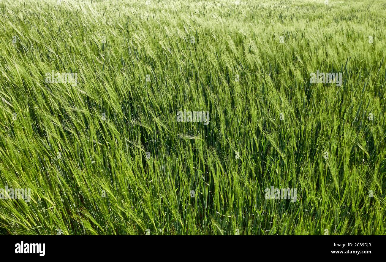 Molte turbine eoliche contro un cielo blu nuvoloso, campo di grano verde in primo piano. Foto Stock