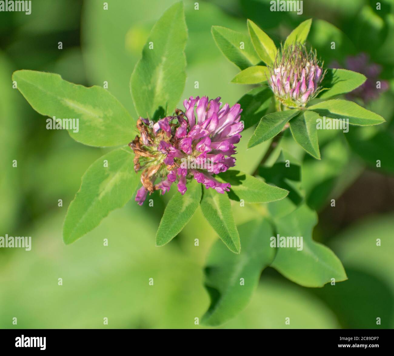 Trifolium pratense, trifoglio rosso Foto Stock
