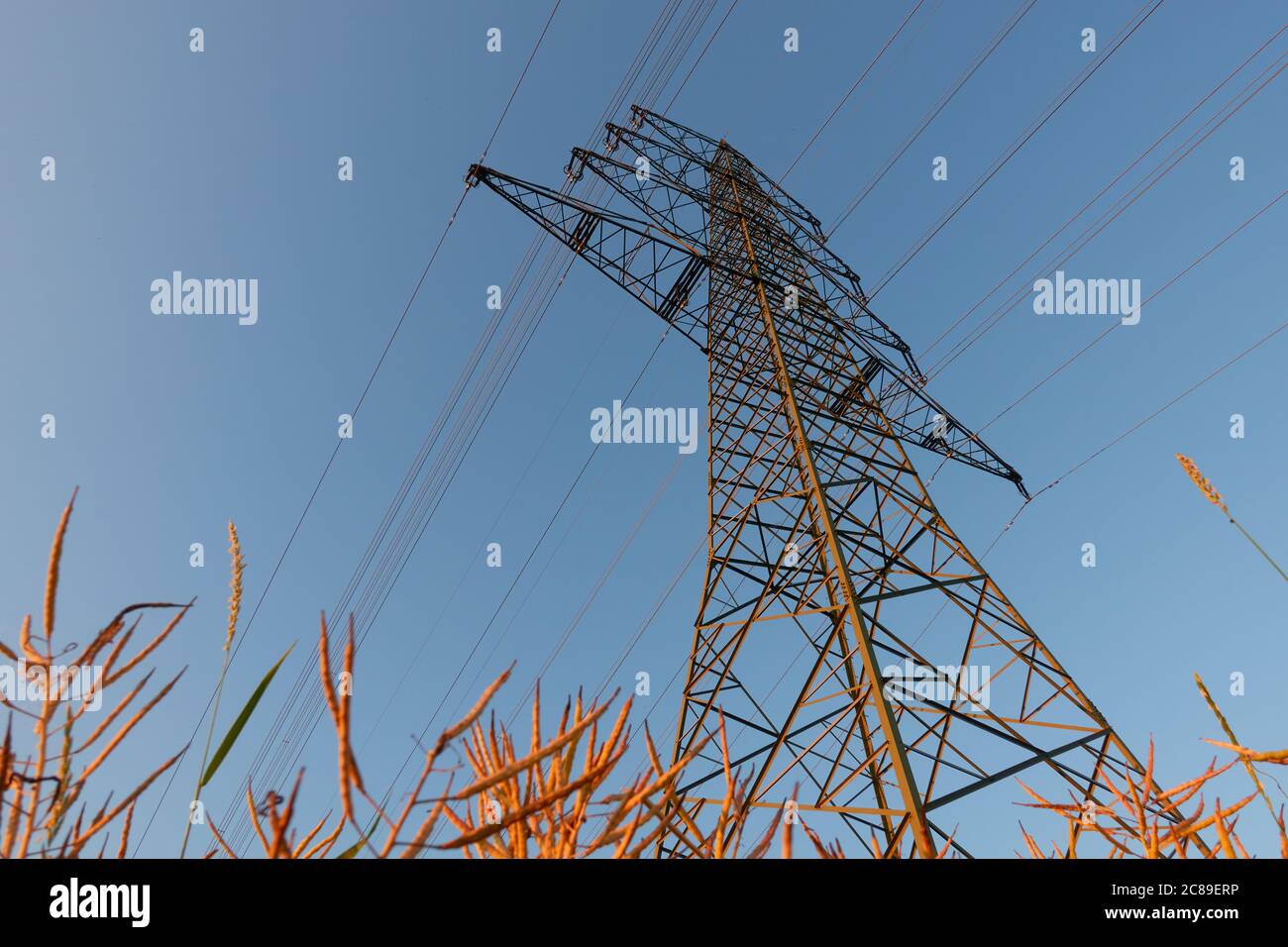 Grande pilone elettrico anche linea aerea pilone stand nel campo di ravanello olio, cavi corrono diagonalmente attraverso l'immagine, shimmer arancione negli eveni Foto Stock