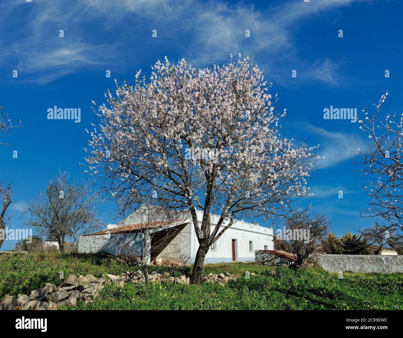 Un albero di mandorle in fiore in primavera, con un cottage rustico, l'Algarve, Portogallo Foto Stock