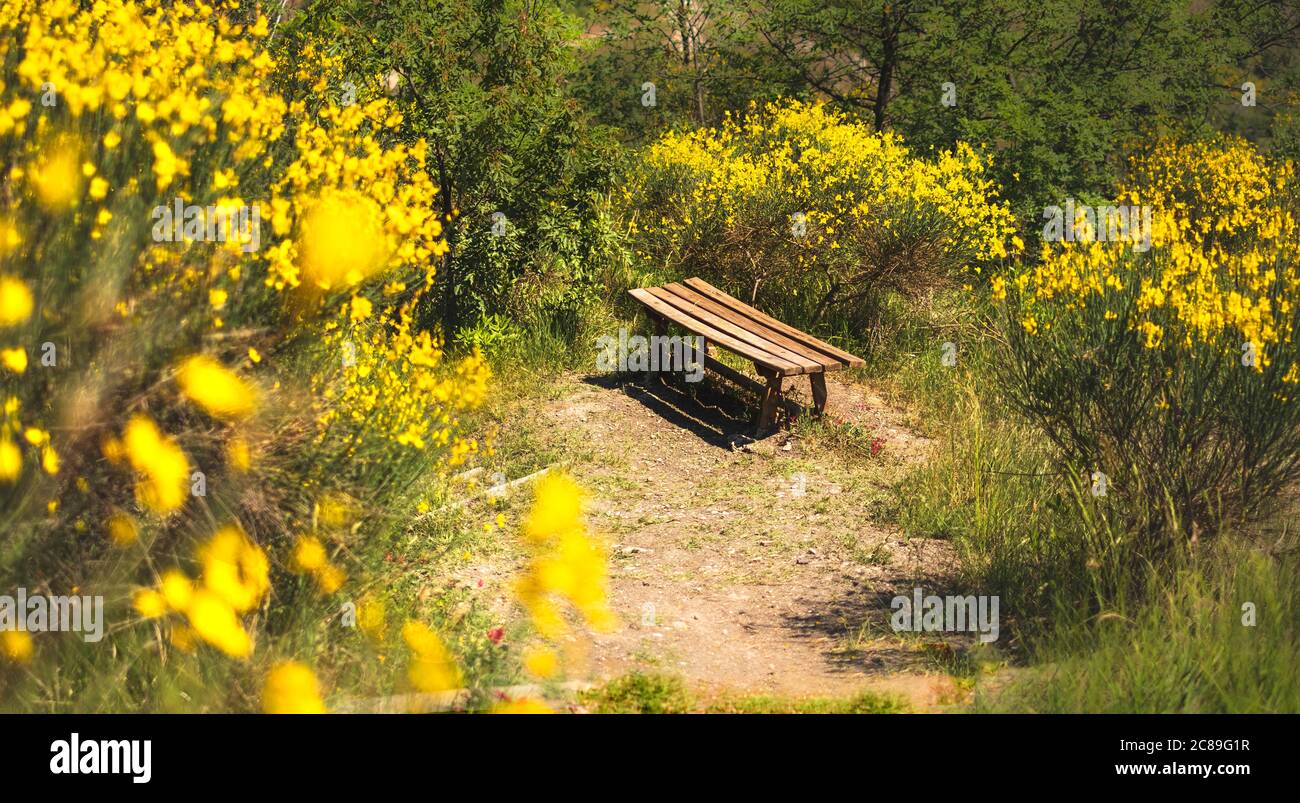 scopa giallo fiori panca in natura orizzontale fotografia sfondo Foto Stock